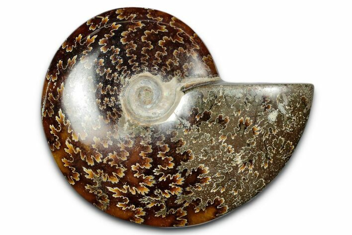 Polished Ammonite (Cleoniceras) Fossil - Madagascar #344309